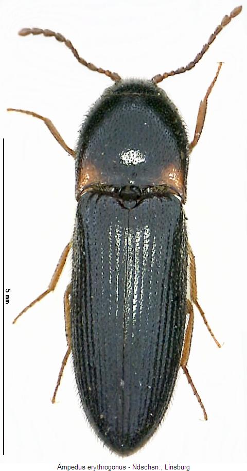 ampedus_erythrogonus_hab.jpg