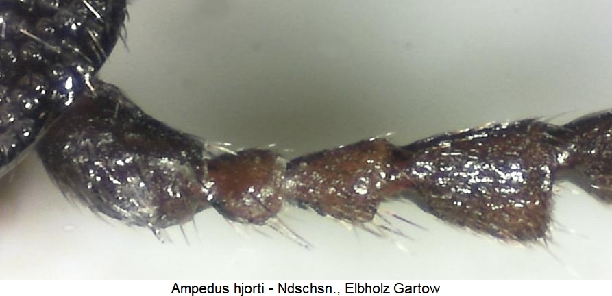 ampedus_hjorti_f.jpg