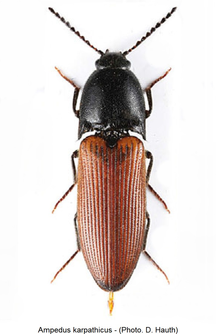 ampedus_karpathicus_hab.jpg