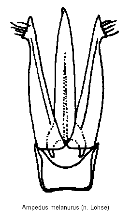ampedus_melanurus.gif