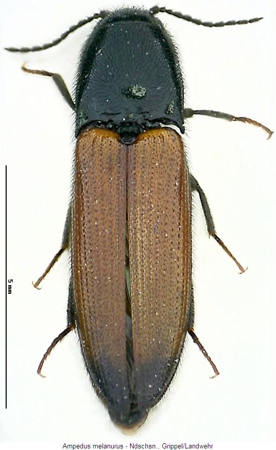 ampedus_melanurus_hab.jpg