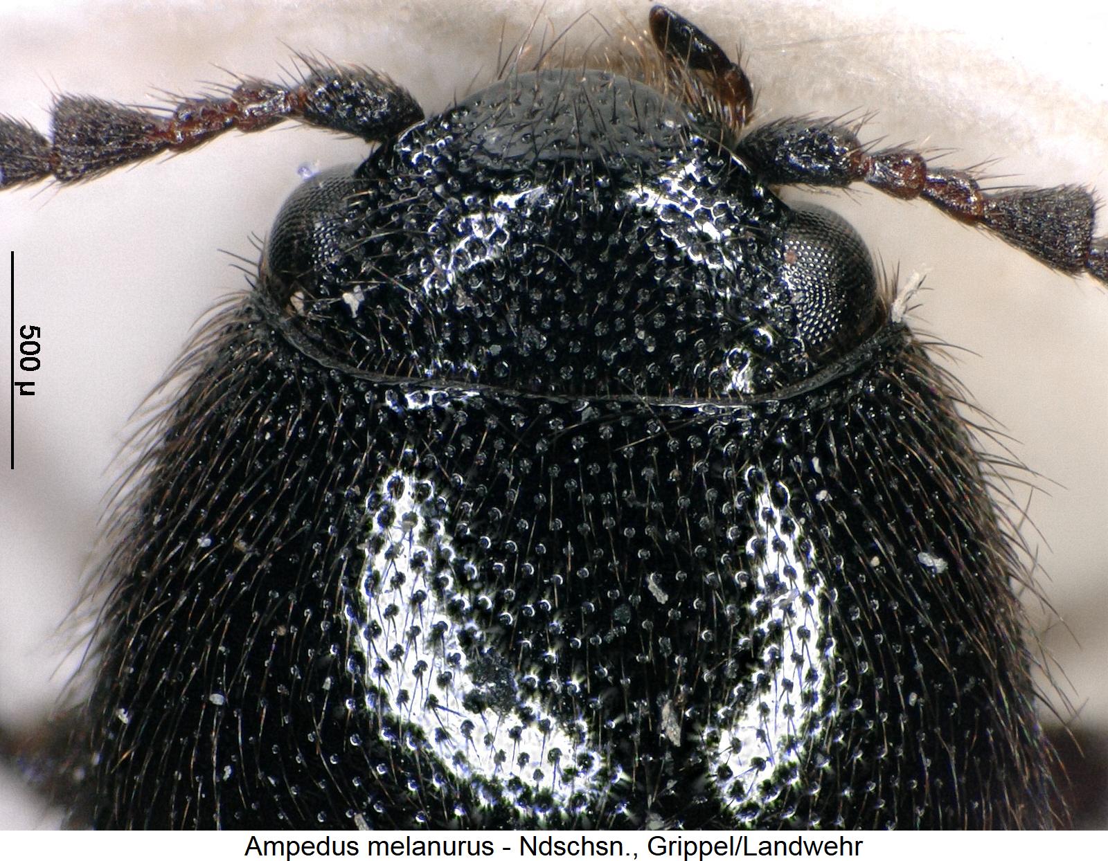 ampedus_melanurus_hsch.jpg