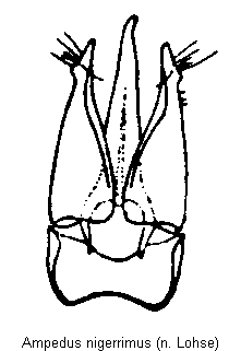 ampedus_nigerrimus.gif