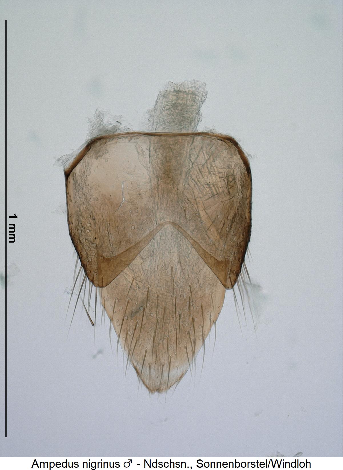 ampedus_nigrinus_m_ter.jpg