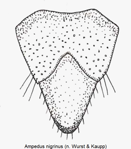 ampedus_nigrinus_tergit.gif