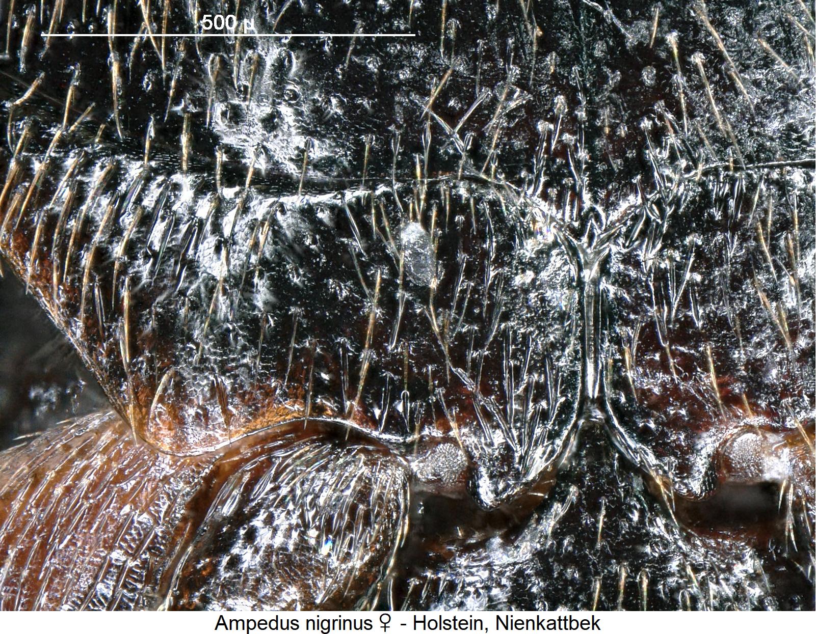 ampedus_nigrinus_w_hbr.jpg