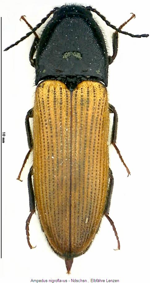 ampedus_nigroflavus_hab.jpg