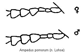 ampedus_pomorum_f.gif