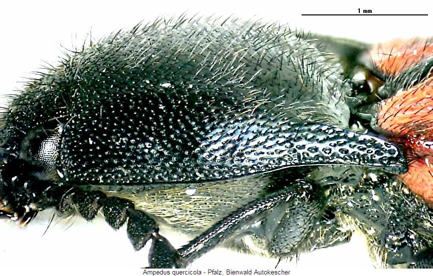 ampedus_quercicola_hsch.jpg