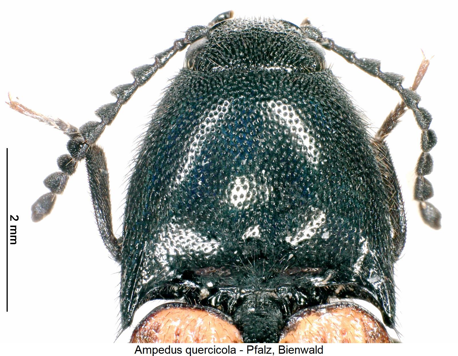 ampedus_quercicola_hsch1.jpg