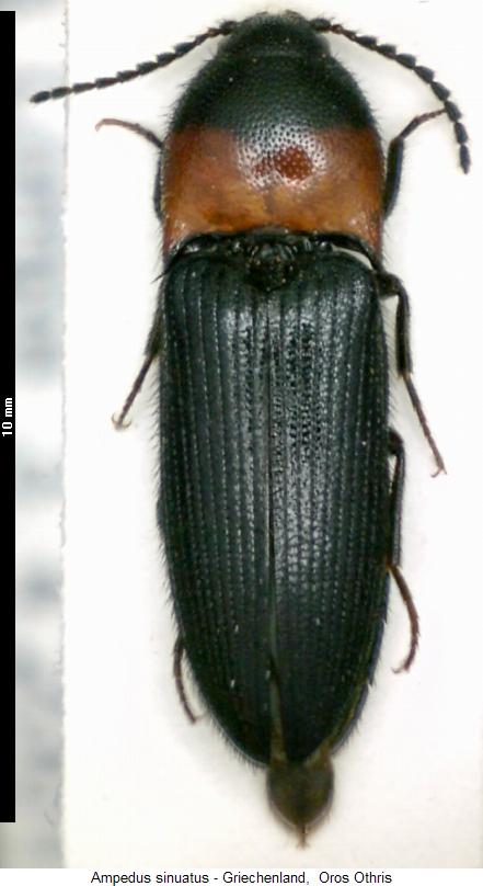 ampedus_sinuatus_hab.jpg