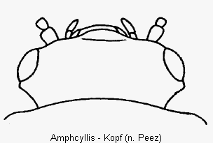 amphcyllis_k.gif