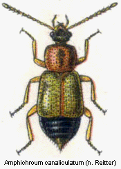 amphichroum_canaliculatum_rtt.gif