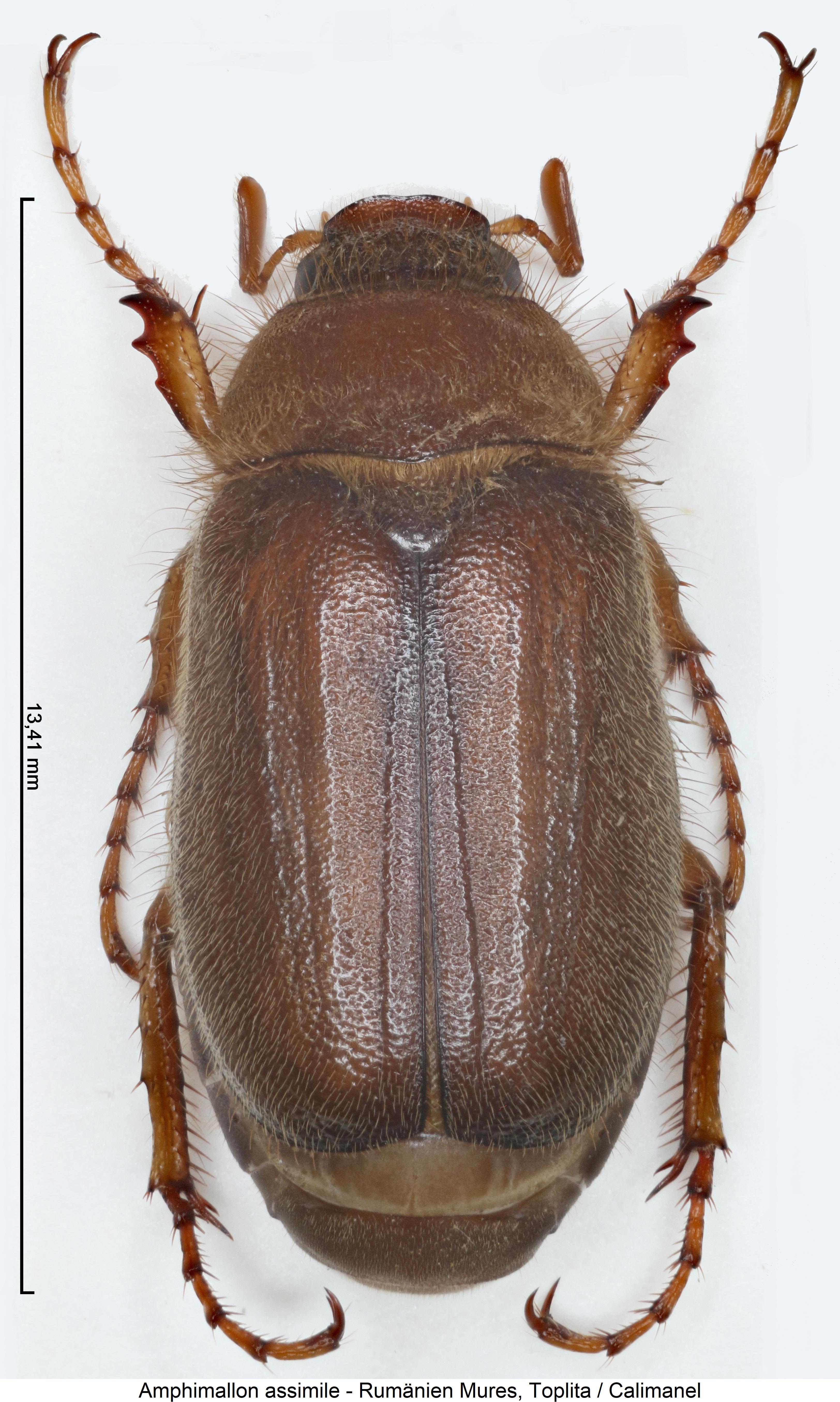 amphimallon_assimile_hab.jpg