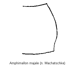amphimallon_majale_hsch.gif