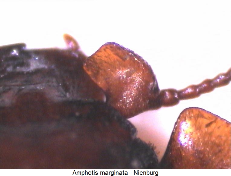 amphotis_marginata_fb.jpg