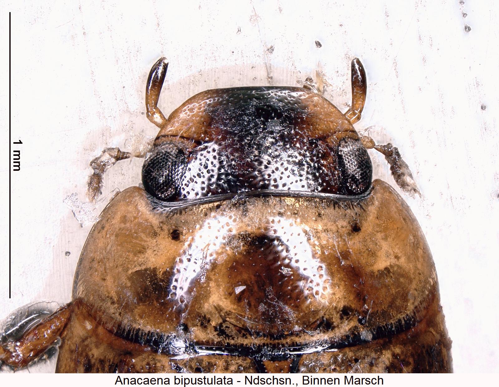 anacaena_bipustulata_vk.jpg