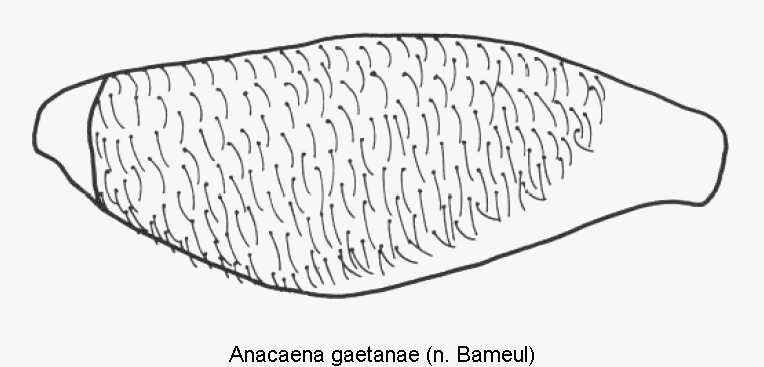 anacaena_gaetanae_hschl.gif