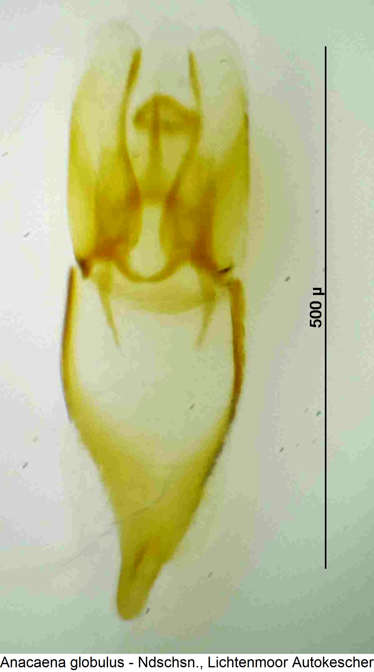 anacaena_globulus.jpg
