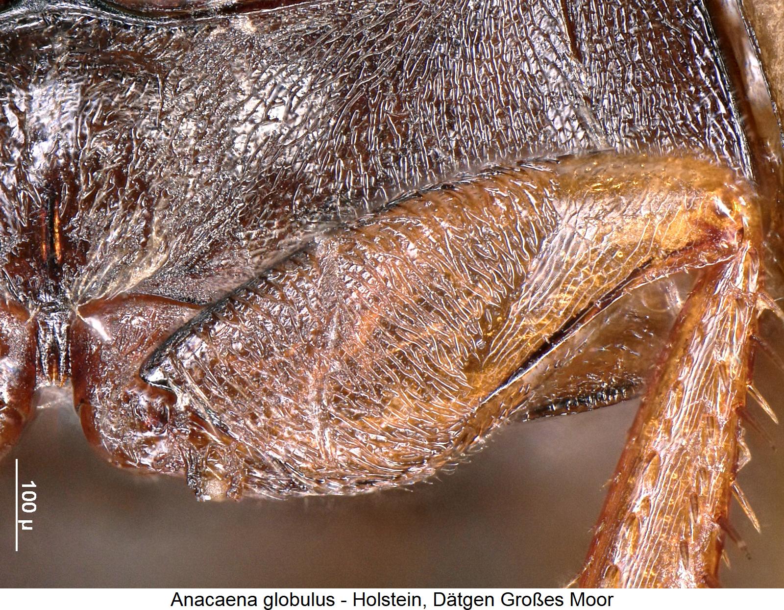 anacaena_globulus_hschl.jpg