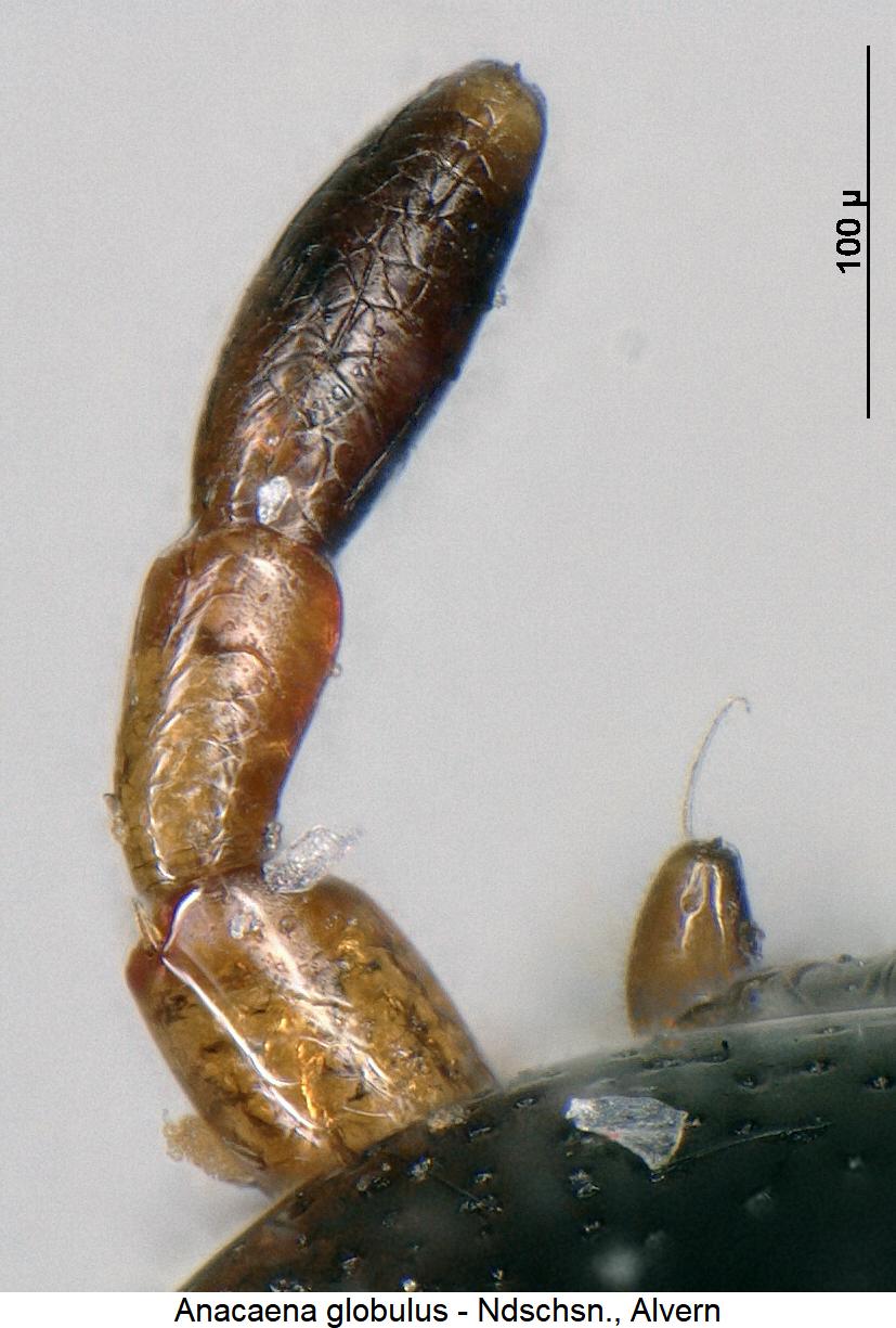anacaena_globulus_ts.jpg