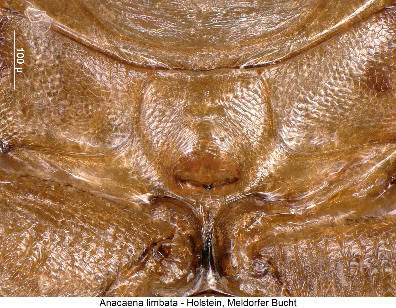 anacaena_limbata_mbr.jpg