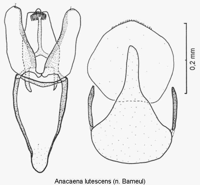 anacaena_lutescens.gif