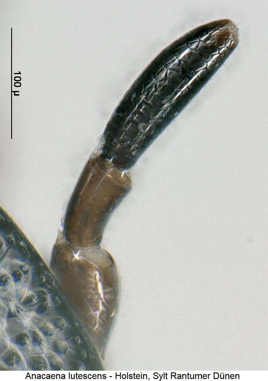 anacaena_lutescens_ts.jpg