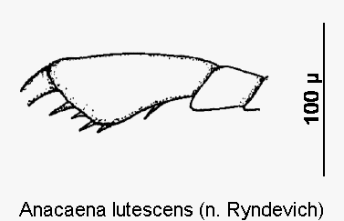 anacaena_lutescens_vtr.gif