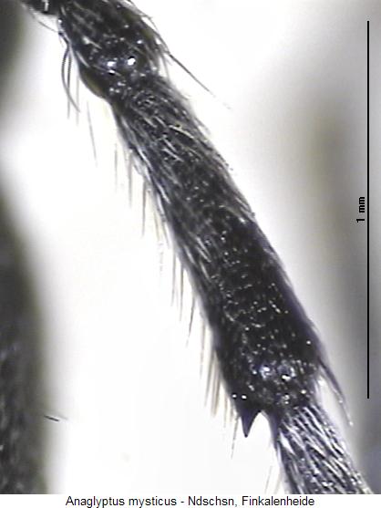 anaglyptus_mysticus_f.jpg