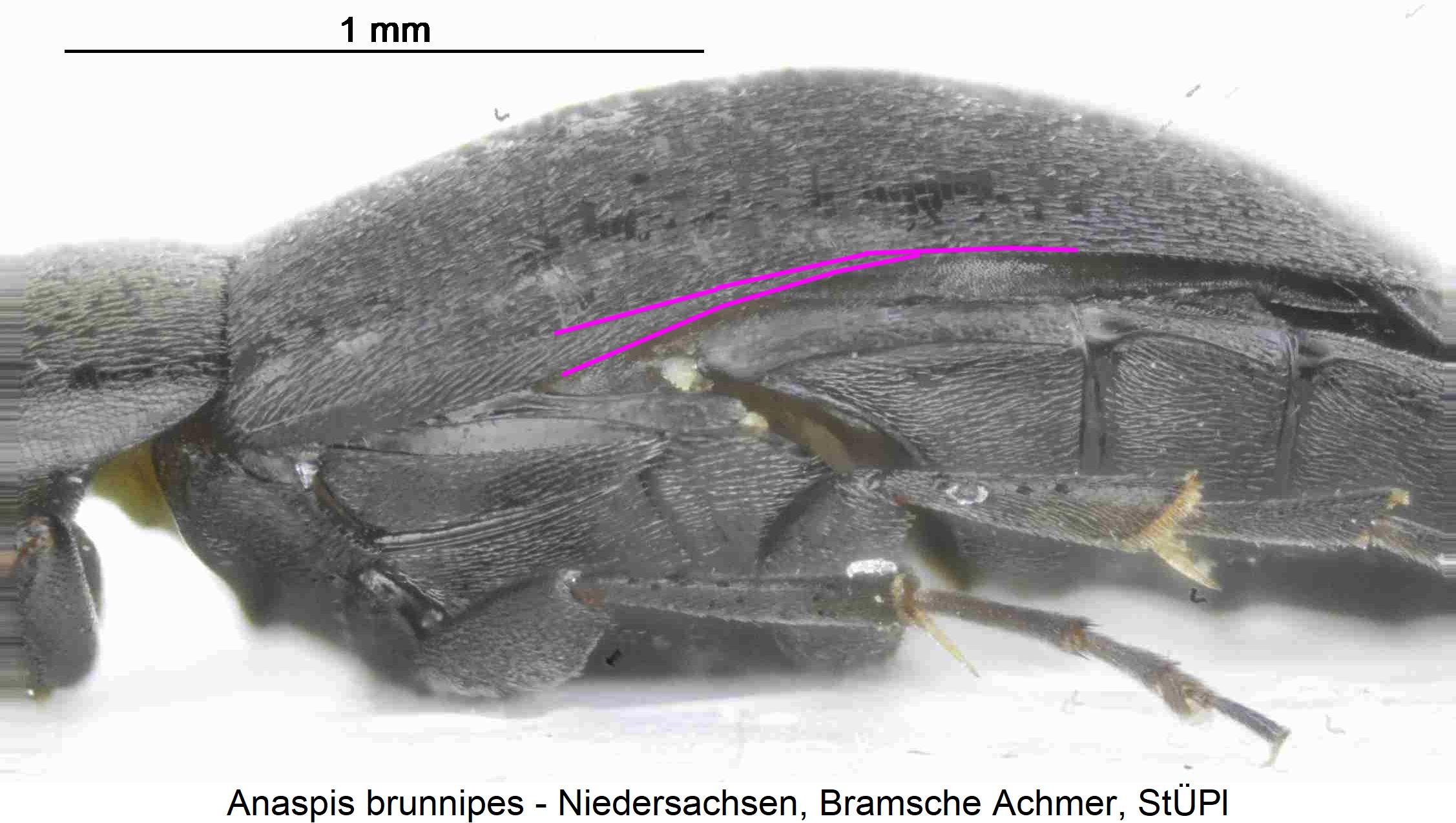 anaspis_brunnipes_sa.jpg