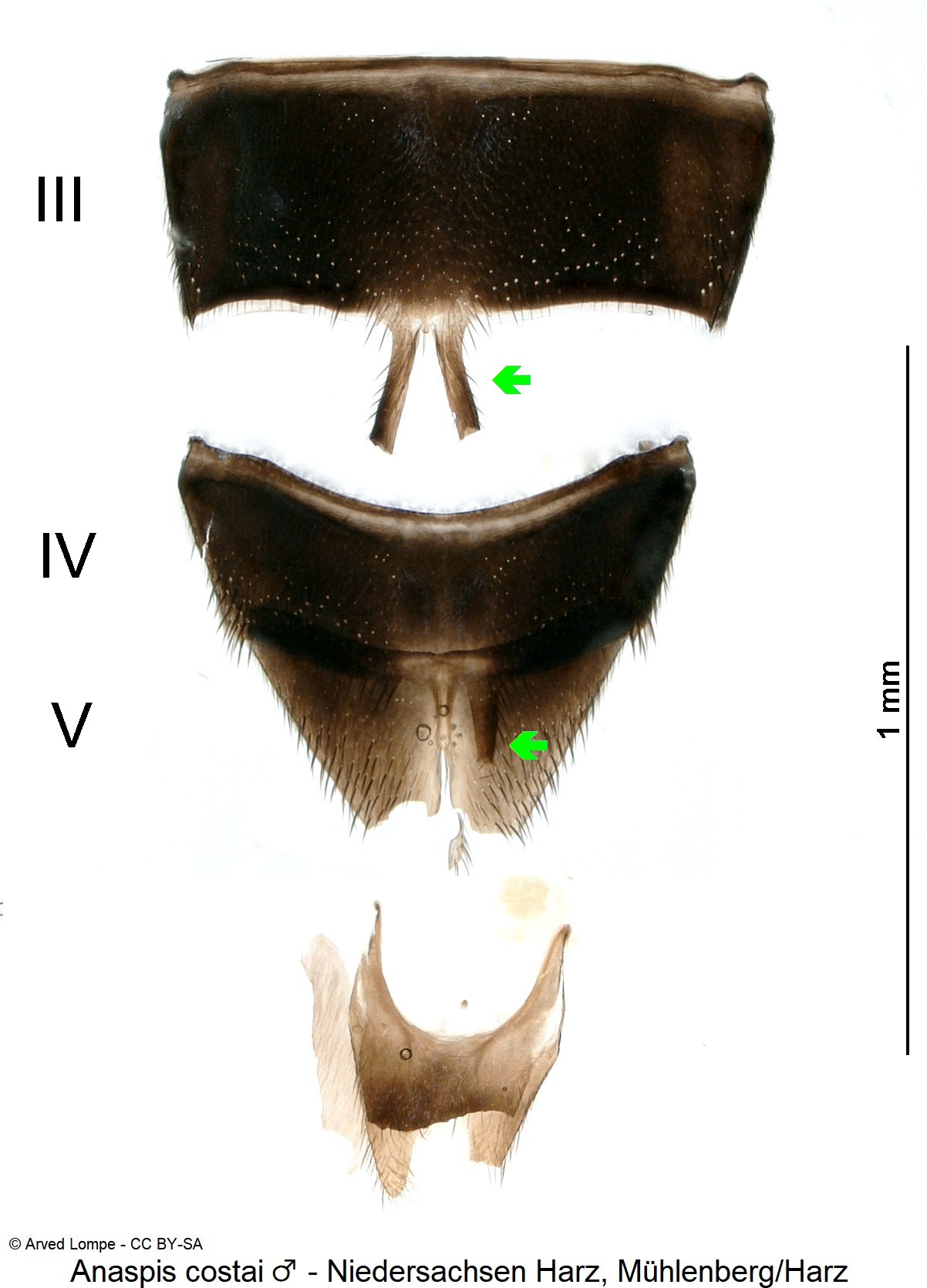 anaspis_costai_m_ck37049399_ster.jpg