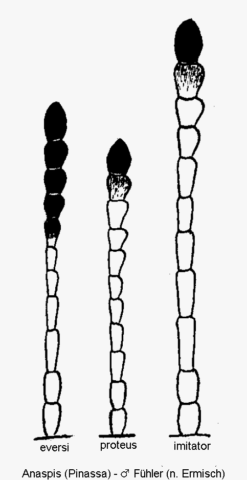 anaspis_f.gif