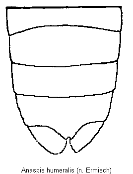 anaspis_humeralis_hlb.gif