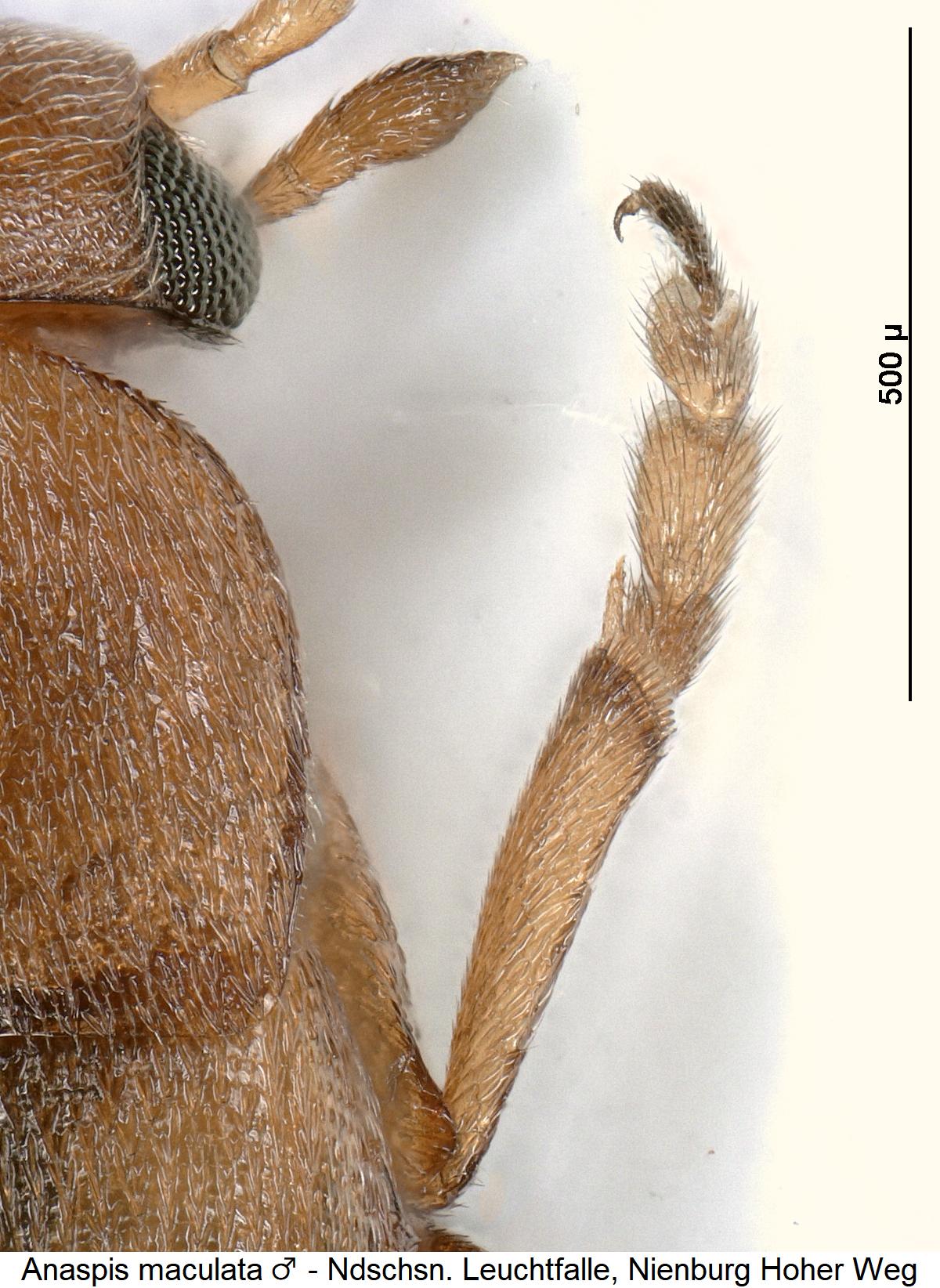 anaspis_maculata_m_vtr.jpg