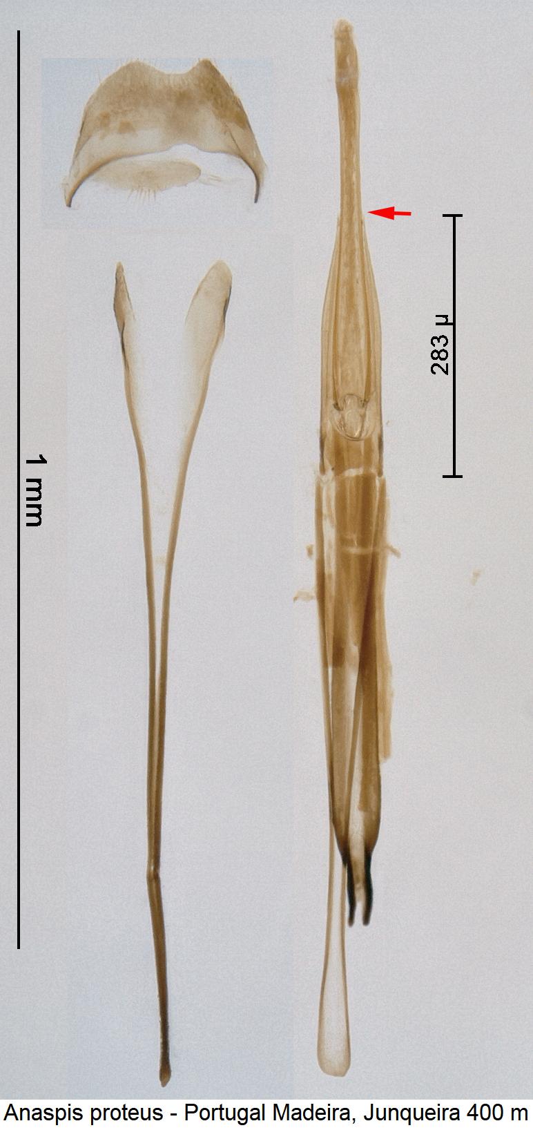 anaspis_proteus1.jpg