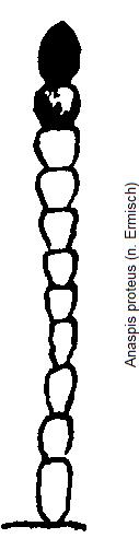 anaspis_proteus_f.jpg