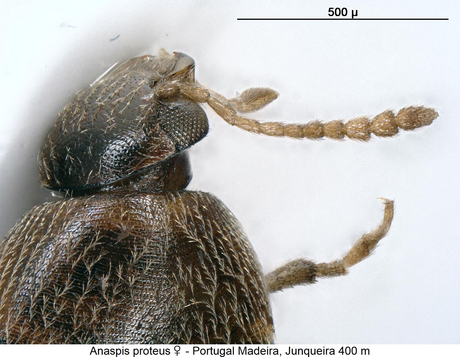 anaspis_proteus_f1.jpg