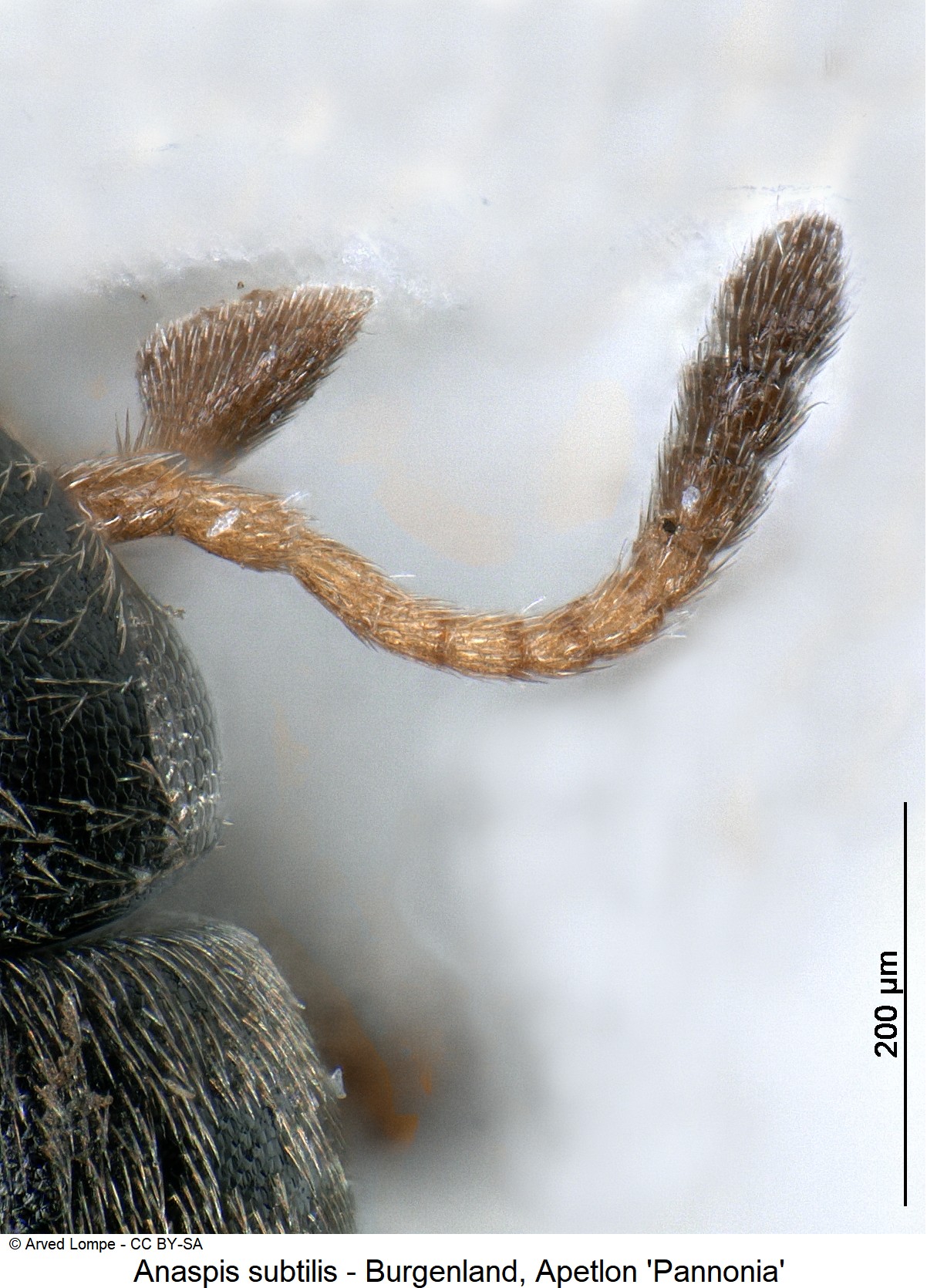 anaspis_subtilis_ck9952_f.jpg