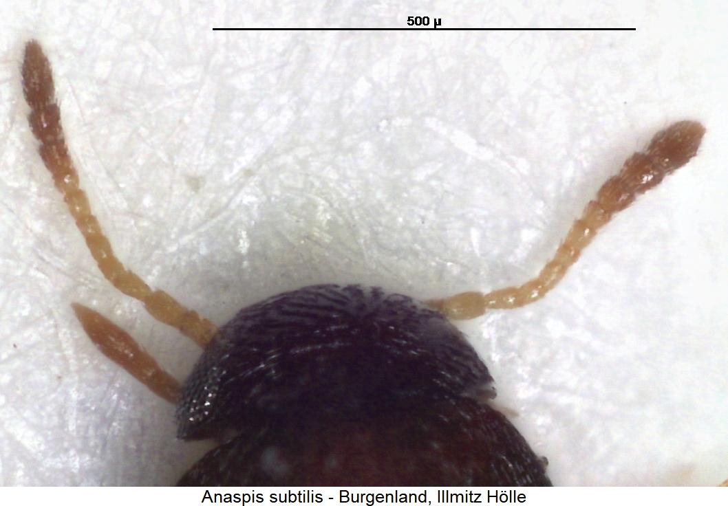 anaspis_subtilis_f.jpg