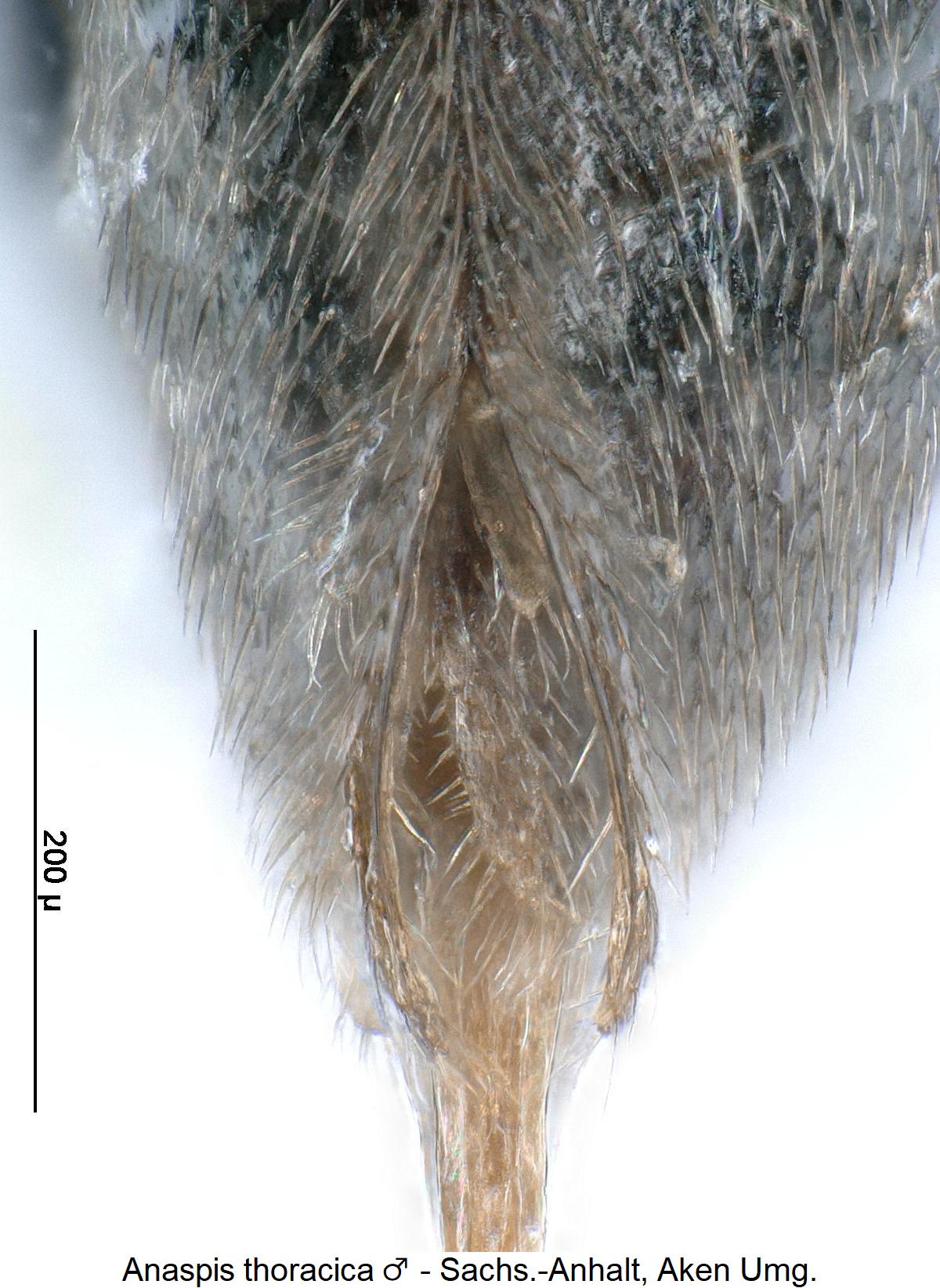 anaspis_thoracica_m_ster.jpg