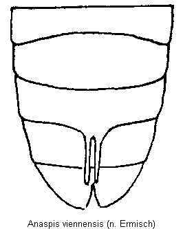 anaspis_viennensis_hlb.gif