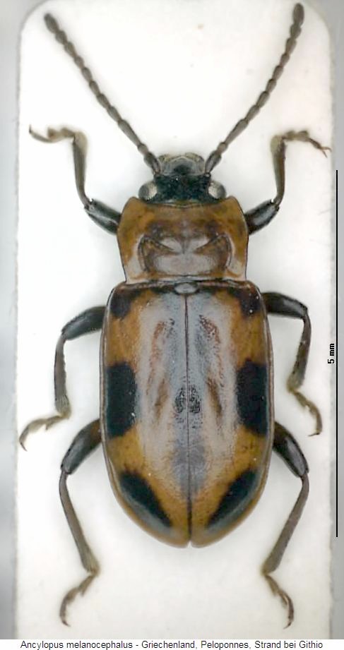 ancylopus_melanocephalus_hab.jpg