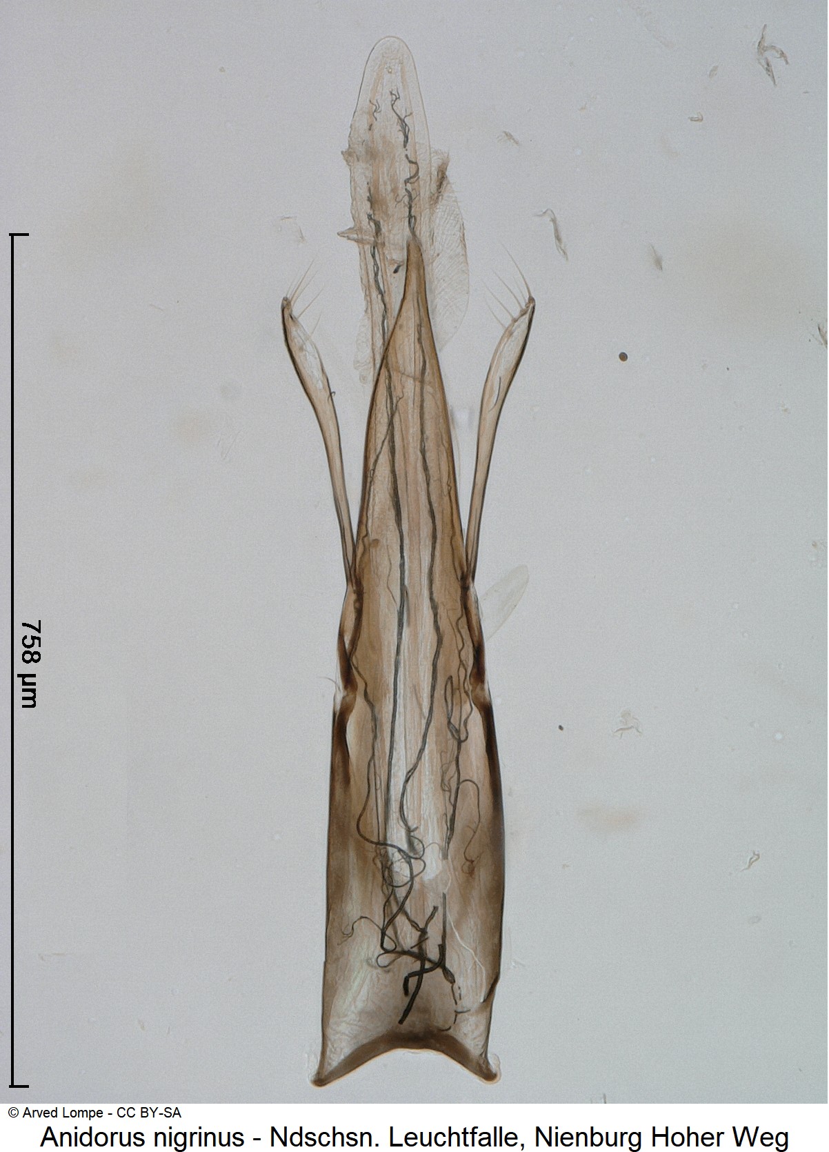 anidorus_nigrinus_ck36058757.jpg