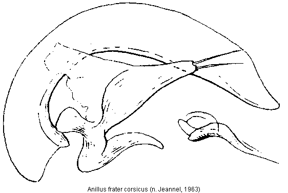 anillus_corsicus.gif