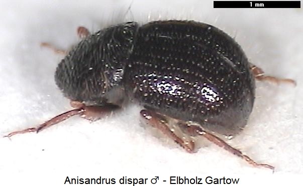 anisandrus_dispar_m_hab.jpg