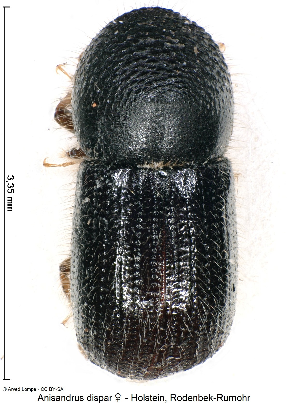 anisandrus_dispar_w_ck13030_hab.jpg