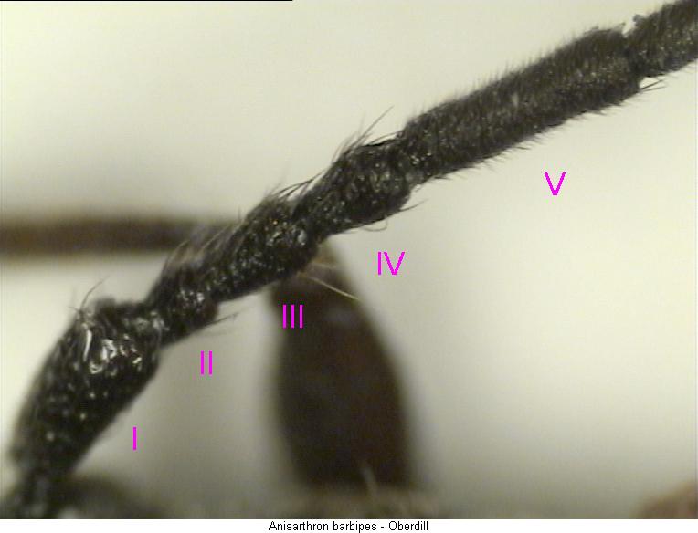 anisarthron_barbipes_fhlr.jpg