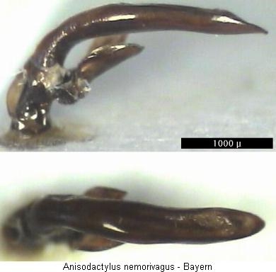 anisodactylus_nemorivagus.jpg
