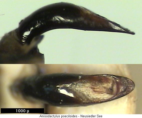 anisodactylus_poeciloides.jpg